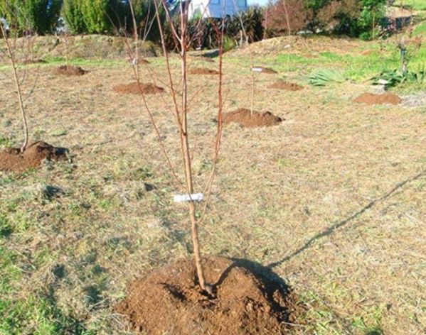 Bogbon sadovnik ishlarini qilamiz