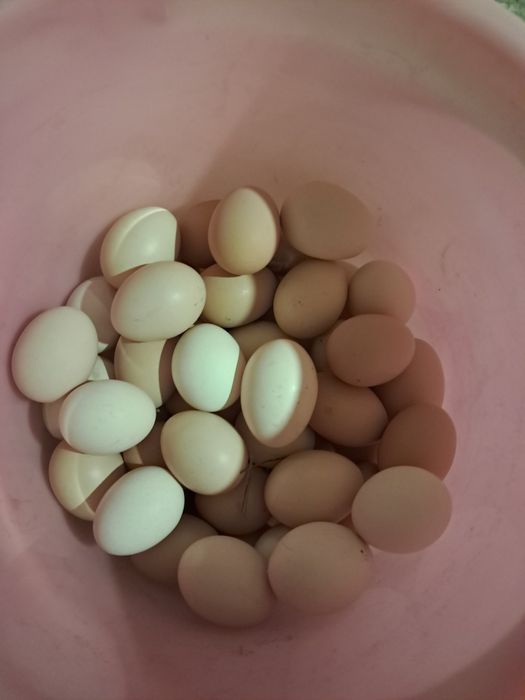 Продам домашние куринные яйца