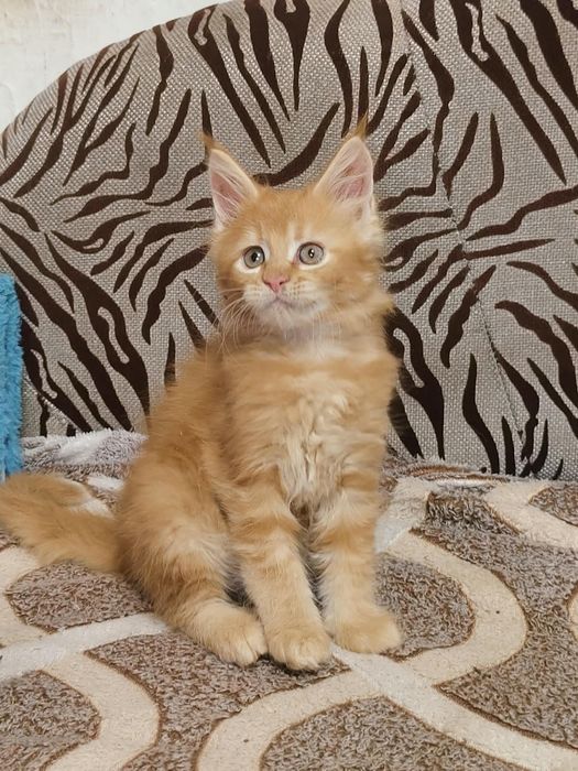Продам котят Мейн-кун