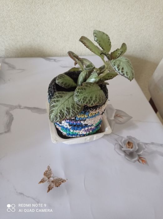 Цветы комнатные красивые.