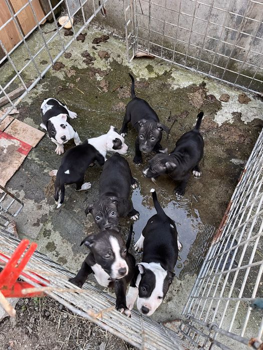 Питбули на 2 месеца