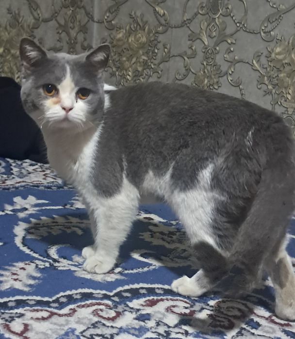 Britsh shorthair mushugi