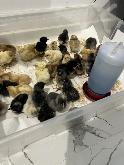 Vand pui de 1 zi dar si de 7 zilede la gaini Curcubeu