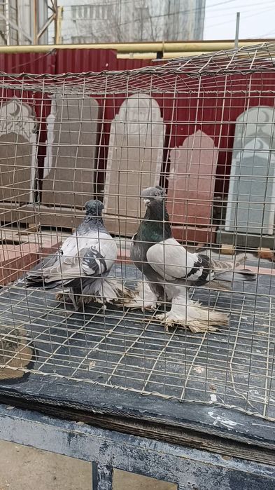 Голуби пара удов