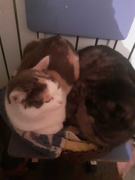 Кошки, помогите раздать кошек