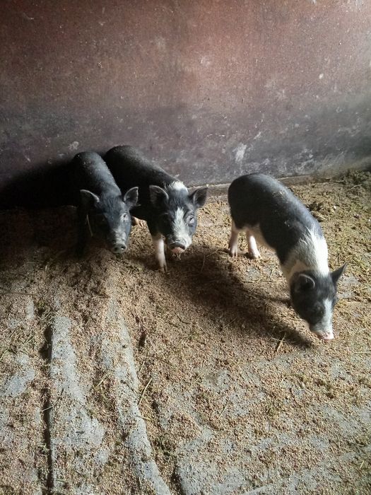 Проста ветнамские