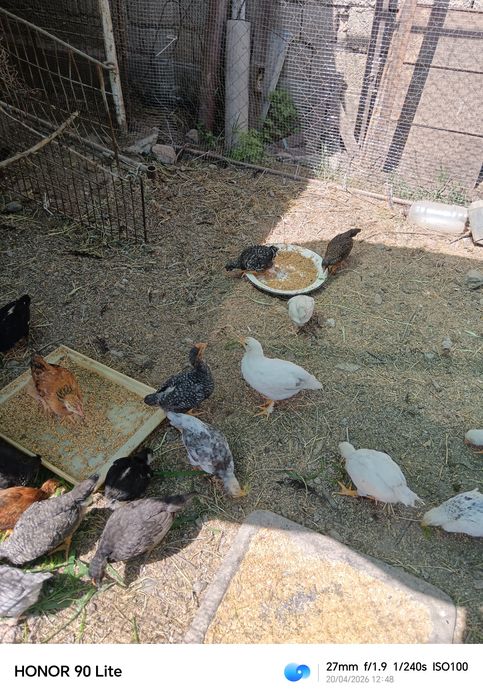 Цыплята домашние