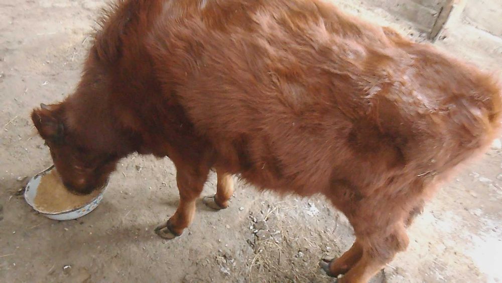 Продам двух тёлок. Екі баспақ сатылады.