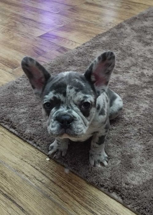 Femelă Bulldog Francez Merle din părinți cu pedigree!