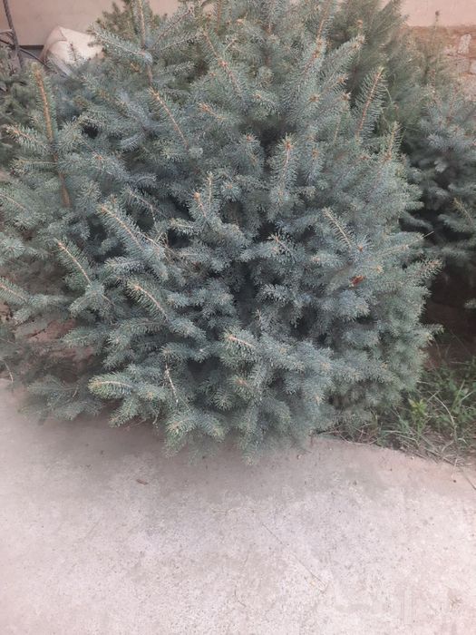 Голубая ель Арча