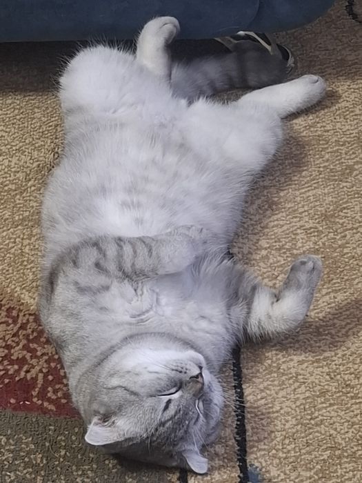 Кот скоттиш фолд