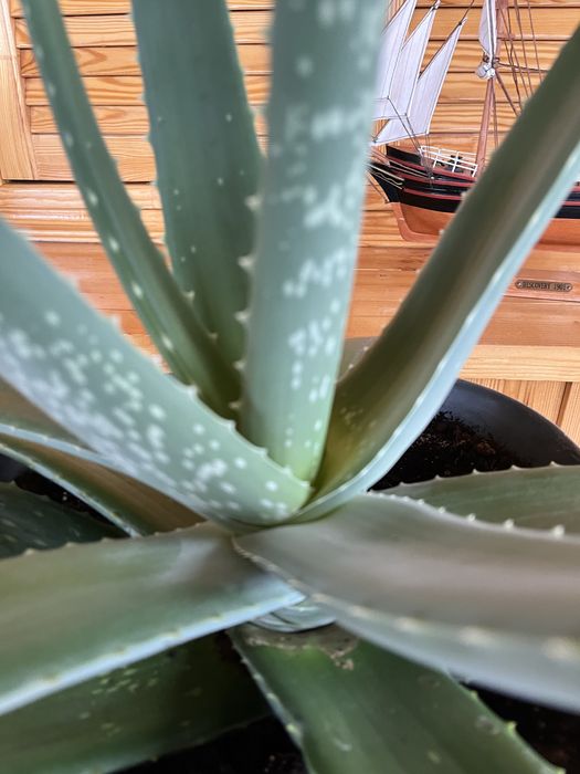 Продам 6ти летний Алоэ