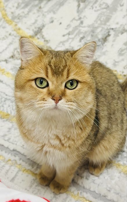 ВЯЗКА ,Британская золотая шиншилла, чистокровный. Не на продажу !!!