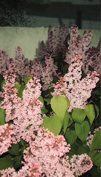 Хотите красивые сирень букеты пишите