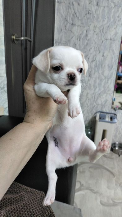 щенки чихуахуа , Резерв