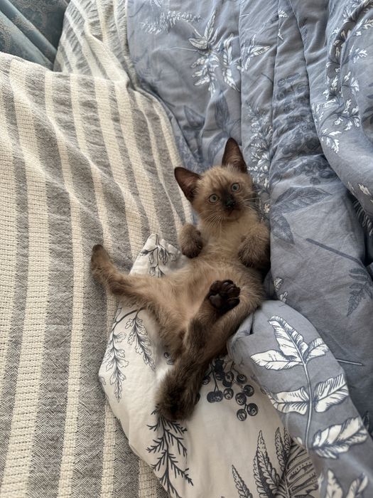 Котенок с доставкой!
