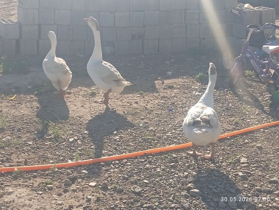 Продаётся Гуси срочно