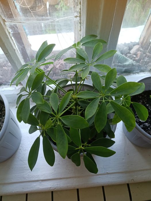 Продам  домашний цветок шефлеру