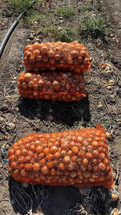 Ceapa toamna recolta noua ambalata la plase 10 kg