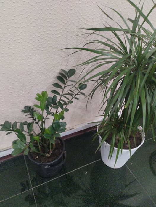 Продам комнатное растение Драцена