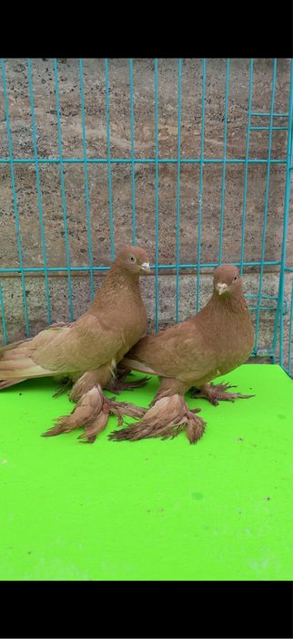 Голуби жолтые пара