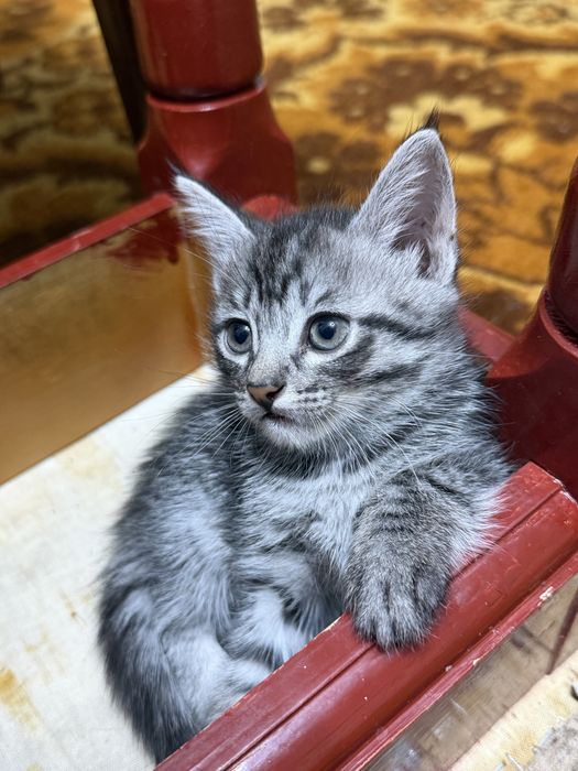 Отдам котят в добрые , любящие руки