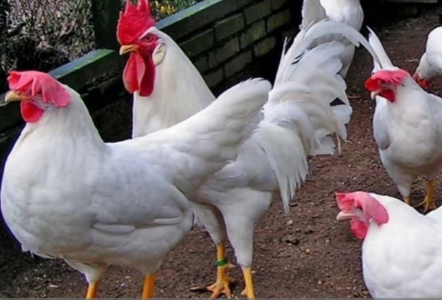 Леггорн порода кур описание фото Леггорн порода кур описание фото