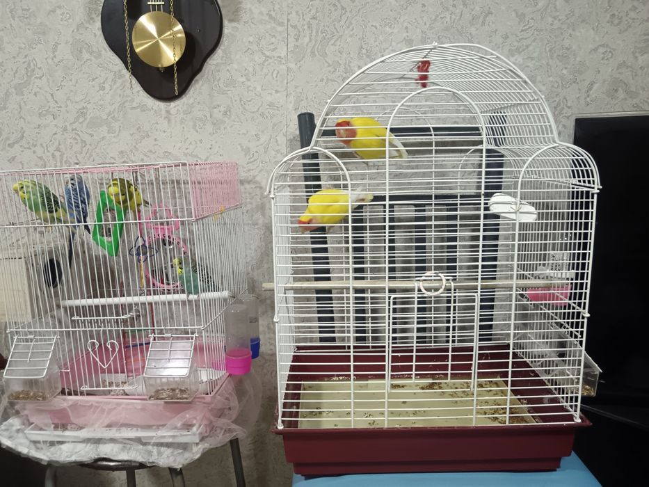 Продаю  пару попугаев неразлучников