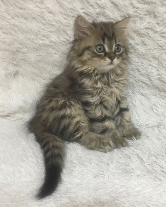 продается упитанный и воспитанный медвежонок