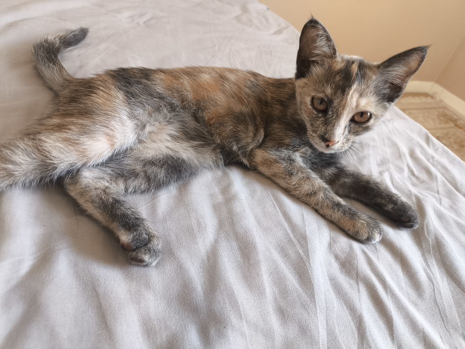 Кошка с бесплатной доставкой