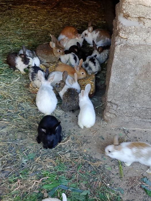 Vînd iepurași toate culorile