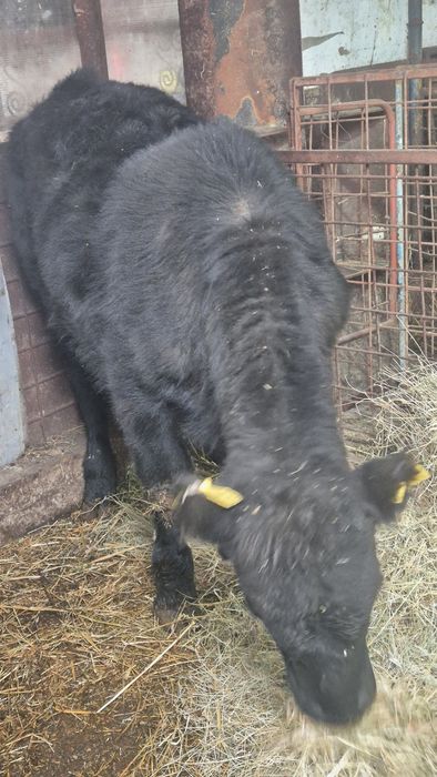 Tauras angus 350 kg vand sau schimb cu baltat
