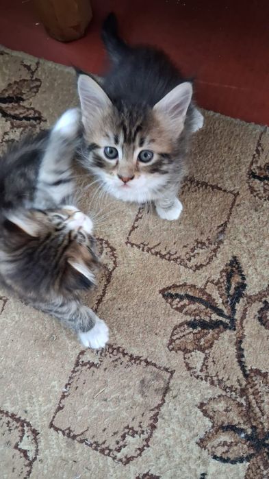 Продам котят мей-кунов