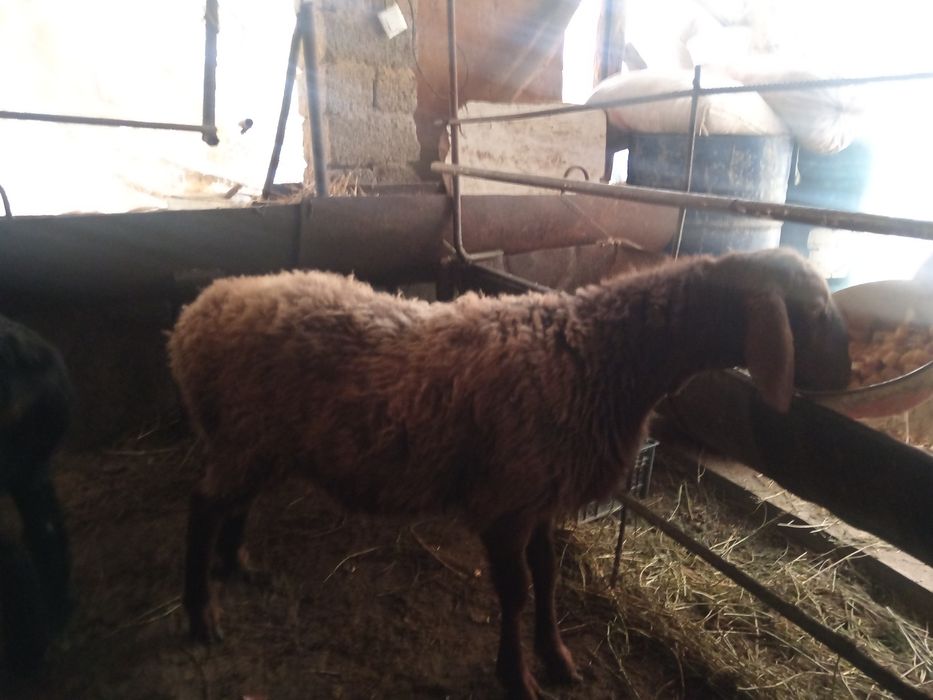 Urgochi nasli qirgiz sogliq qoy  ургочи