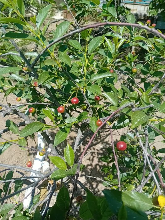 Продаётся дача,участок 7соток