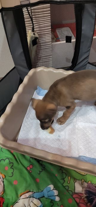 Супер собачка ищет добрые ручки