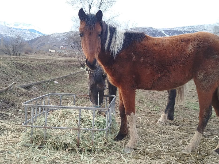 Әдемі байтал сатылады