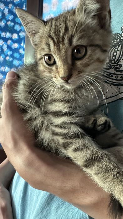 Ищет дом очаровательный котёнок-мальчик