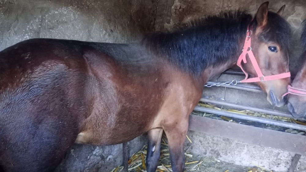 Vând Mânz de 13 luni