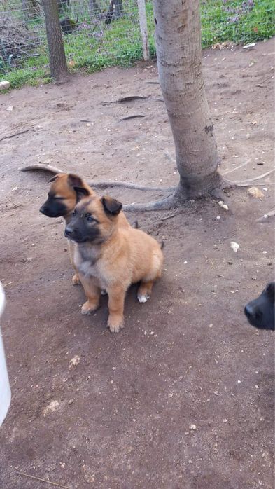 Белгийски овчарки Малиноа