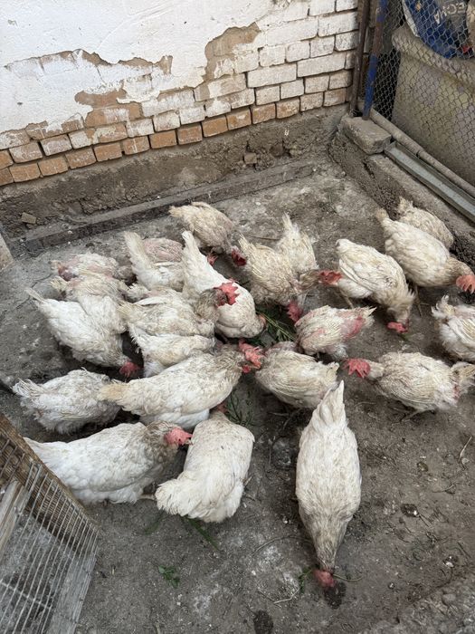 Продам   курицу.