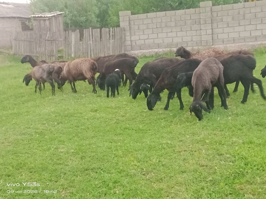 Тұсақ салуық аралас сатылады 26 бас