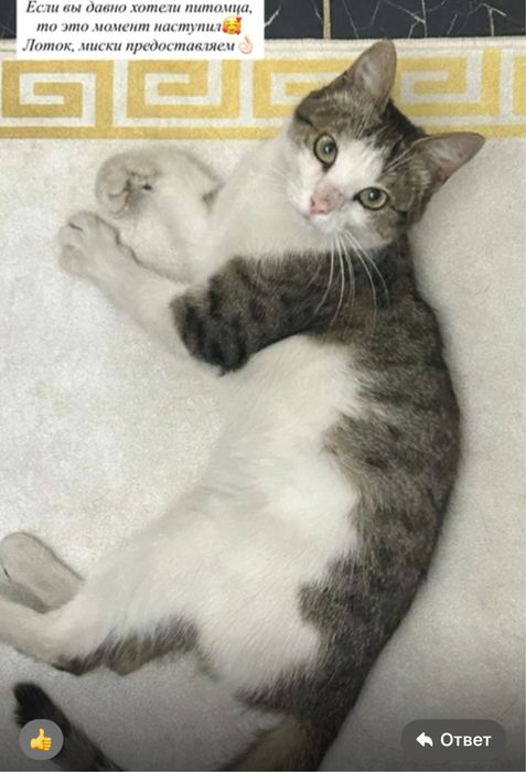 Отдам кота Феликса. Кастрирован