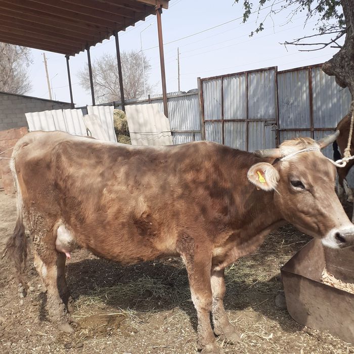 Алатау сиыр сатылады