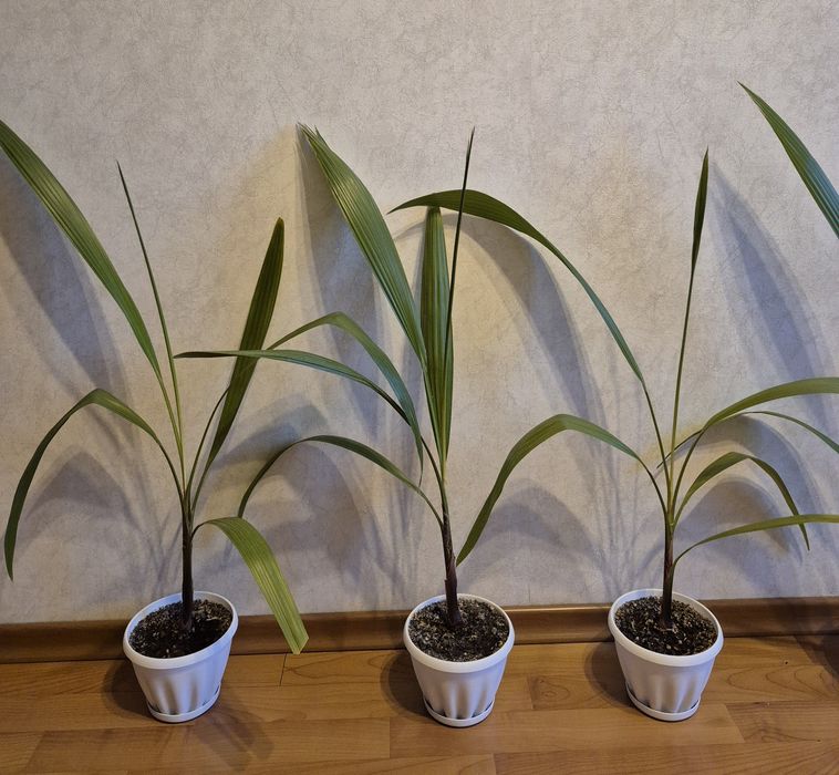 Пальма Вашингтония из Турции