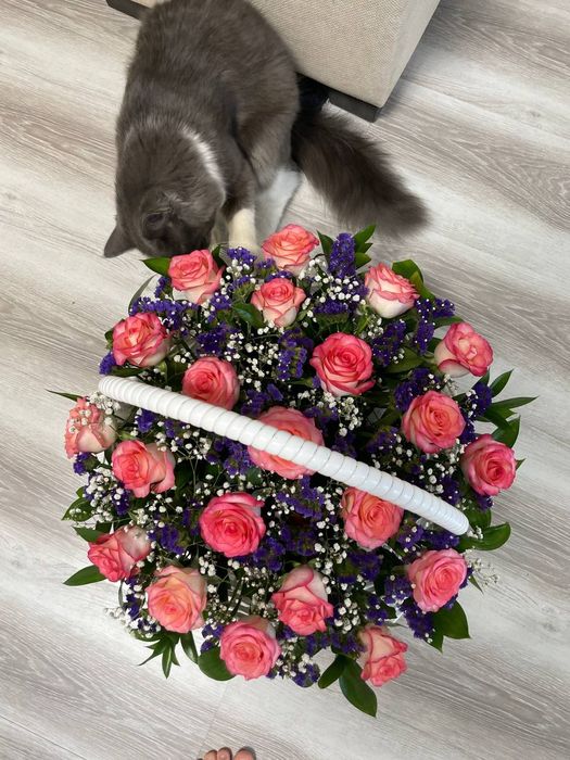 Mushuk бесплатно