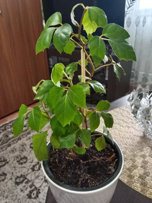 Циссус вьюн продам