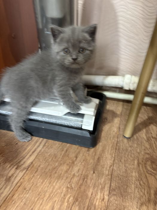 Пролам котенка британец