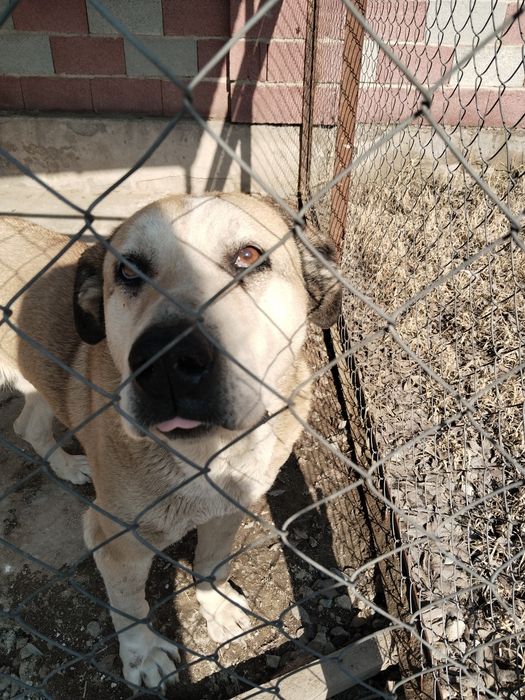 Отдам в хорошие руки.