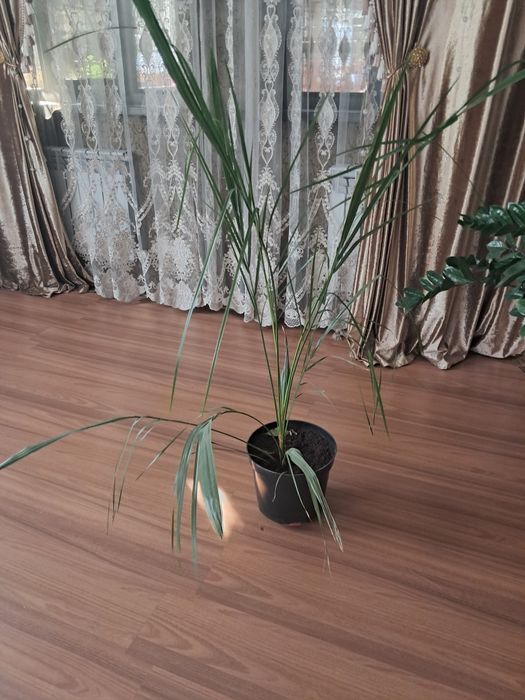 Продам большие комнатные цветы